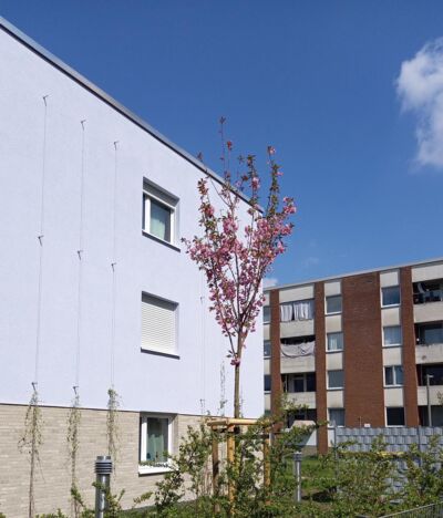 Kirschbaum in Wersten-Südost