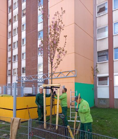 Bepflanzung der Kirschbäume in Wersten-Südost